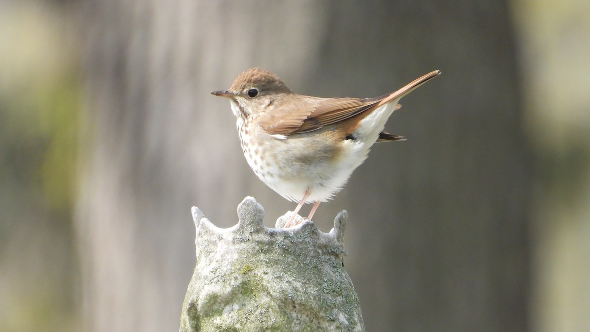 Hermit Thrush - ML439384191