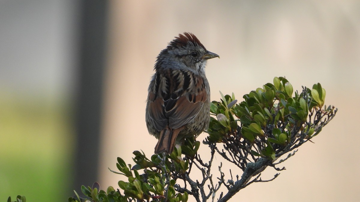 Swamp Sparrow - ML439384651
