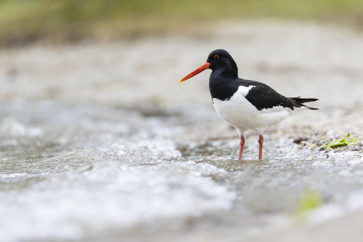Eurasian Oystercatcher - ML439385161