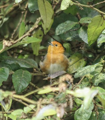 Rufous-chested Tanager - ML439385461