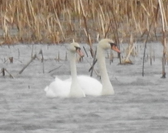 Mute Swan - George & Bonnie Wood