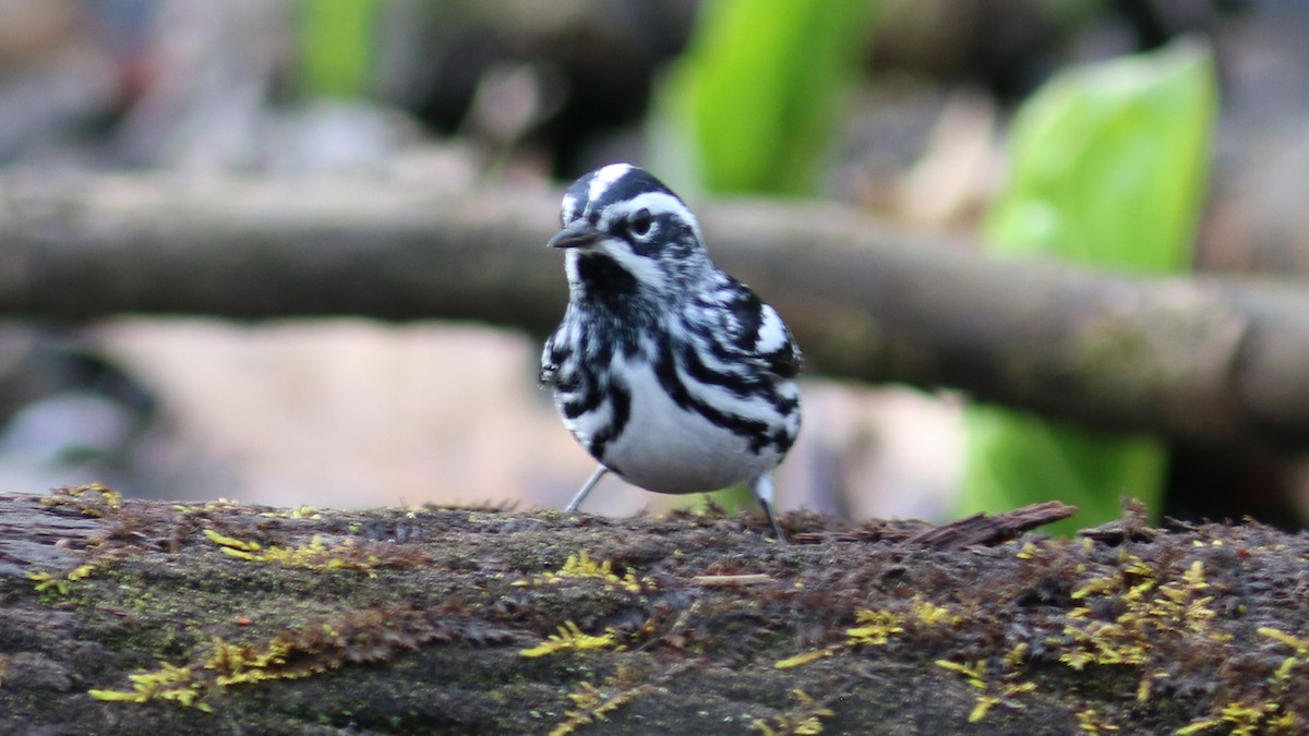 Black-and-white Warbler - ML439386401
