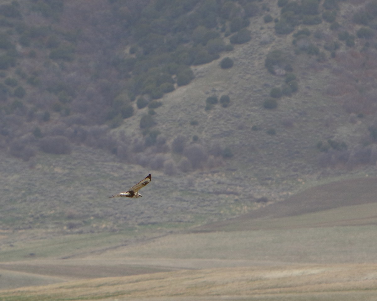 Rough-legged Hawk - ML439386651