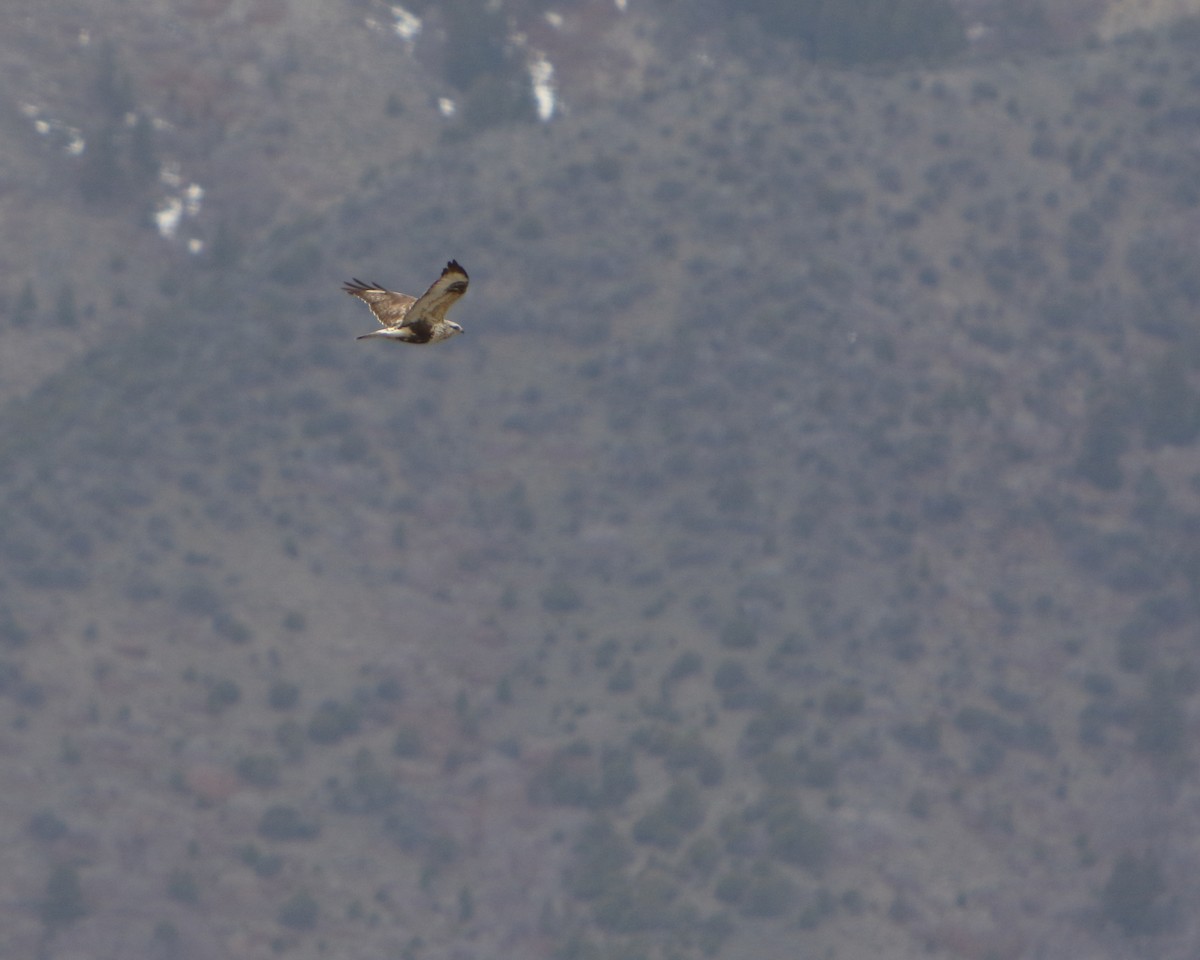 Rough-legged Hawk - ML439386771