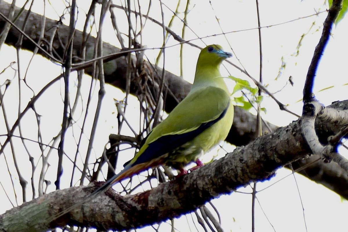 Pin-tailed Green-Pigeon - ML439387511