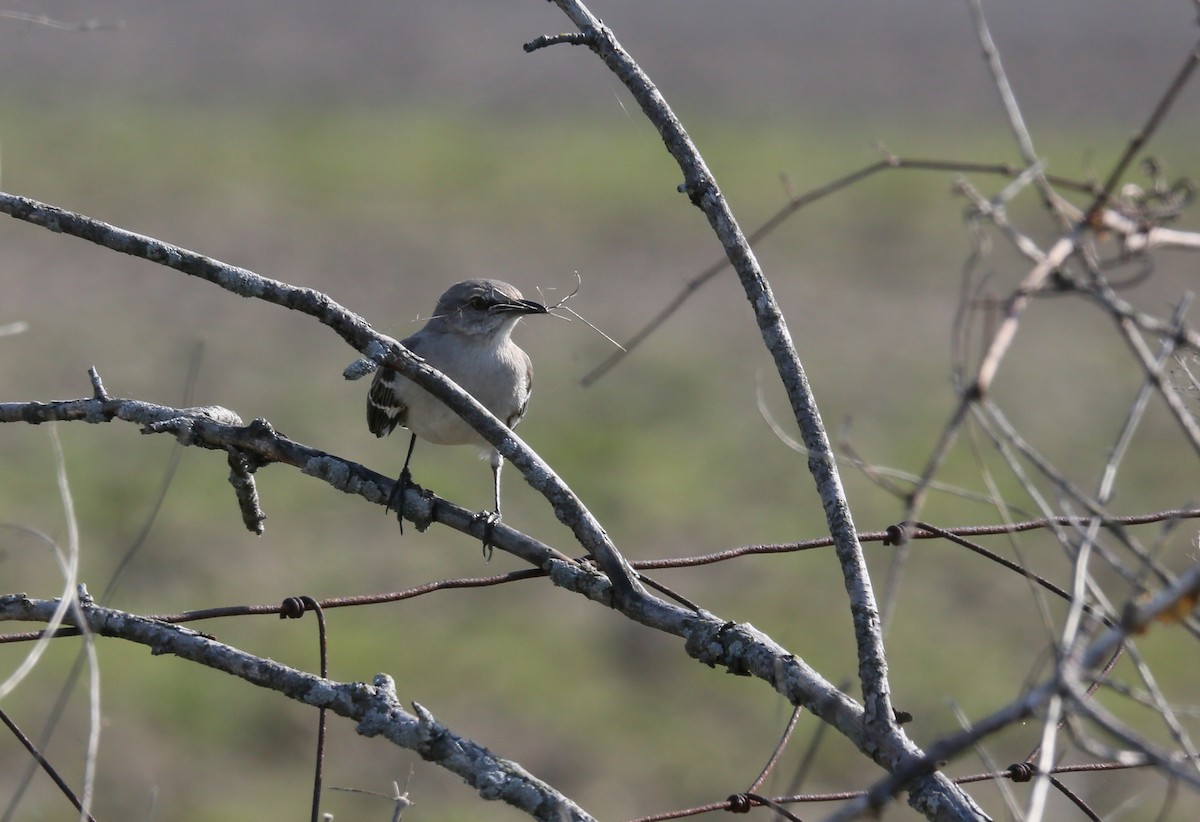 Northern Mockingbird - ML439387601