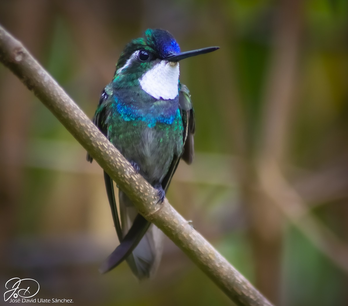 White-throated Mountain-gem - ML439387841