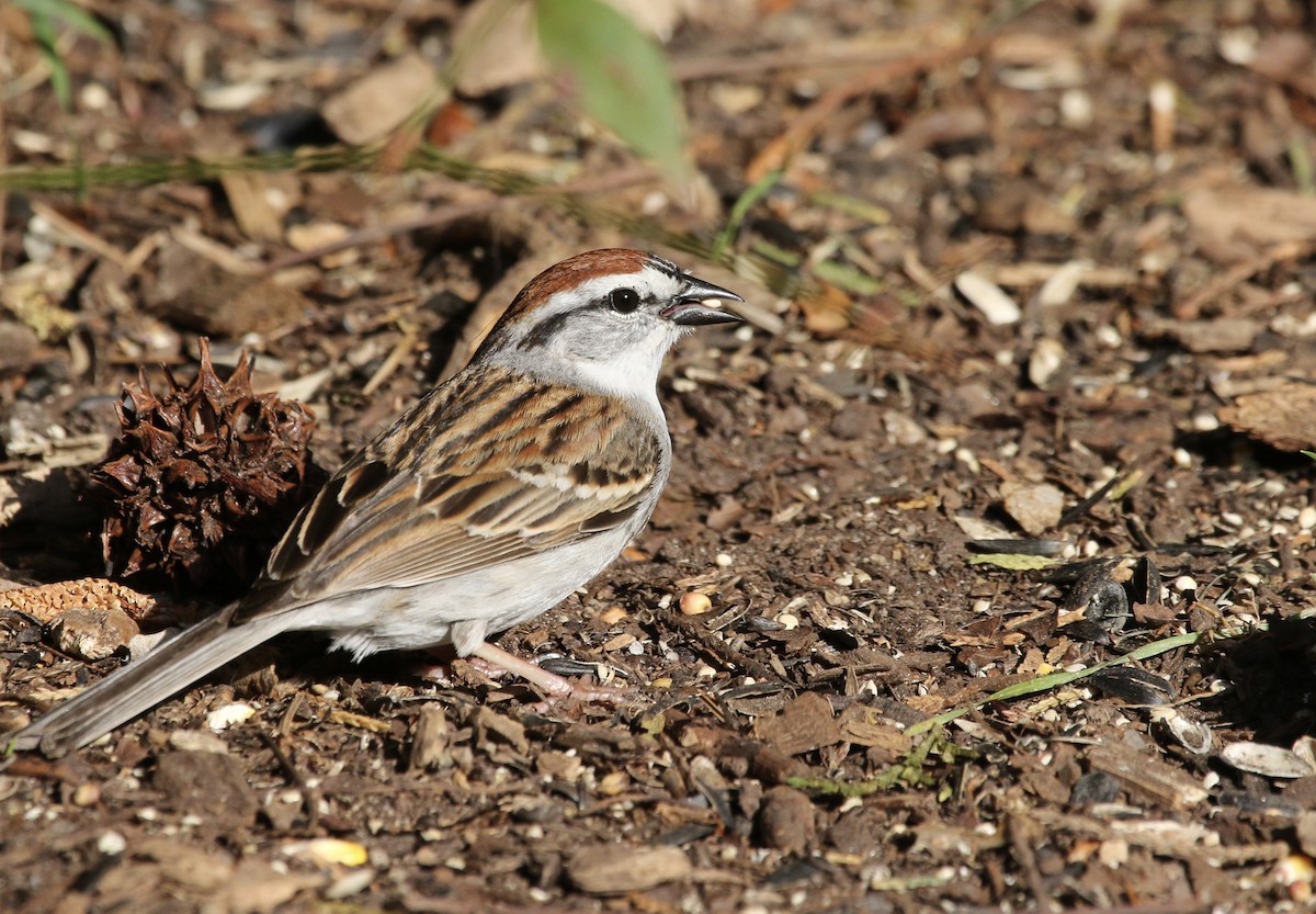 Chipping Sparrow - ML439387941