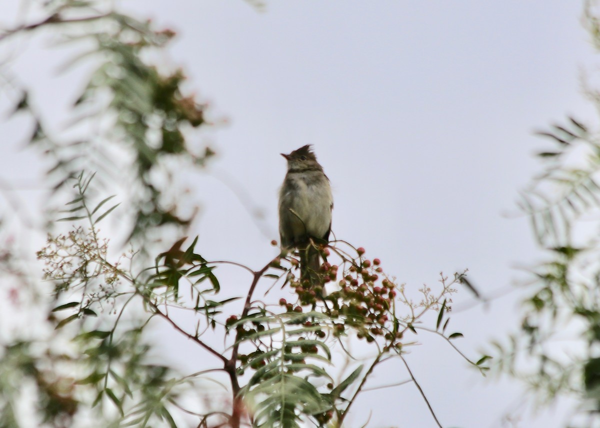 White-crested Elaenia - ML439388301