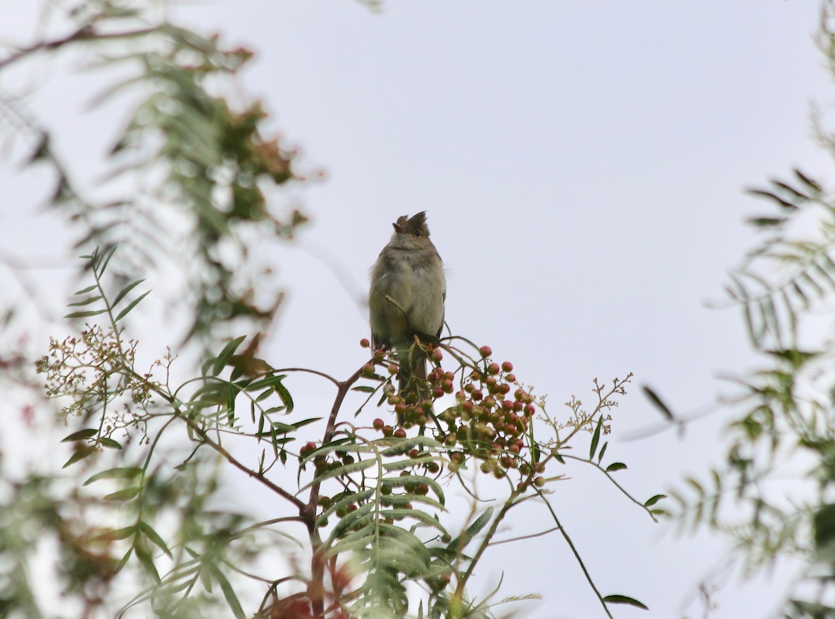 White-crested Elaenia - ML439388361