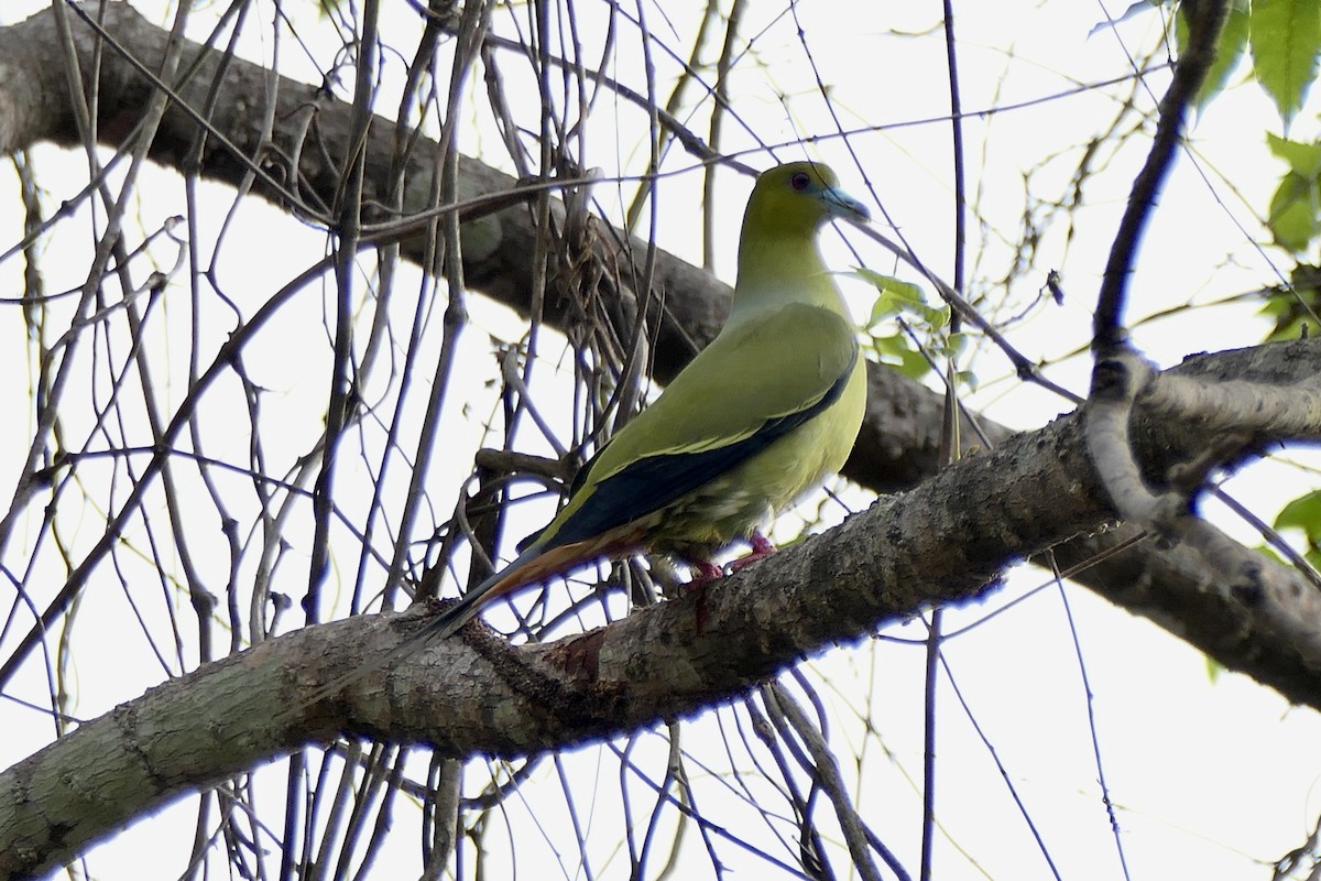 Pin-tailed Green-Pigeon - ML439388411