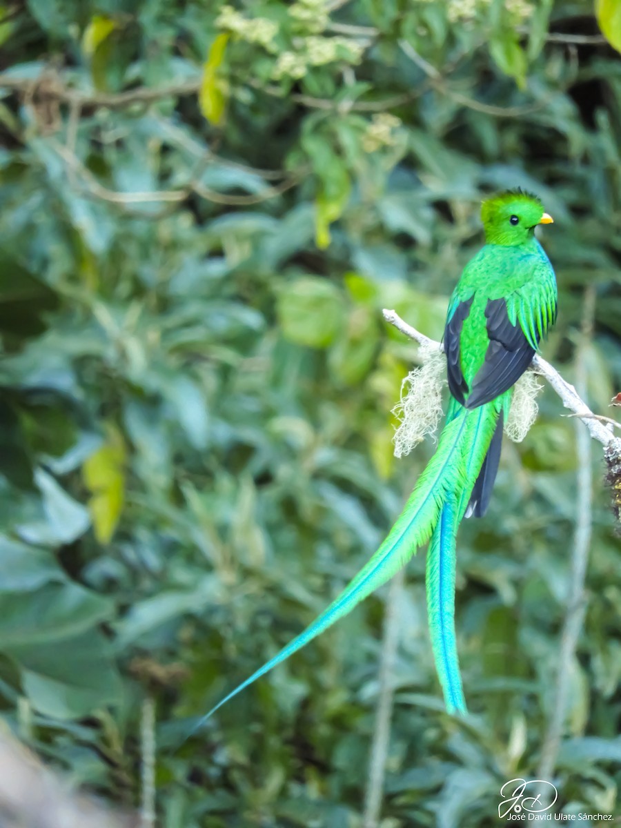 Resplendent Quetzal - ML439388441