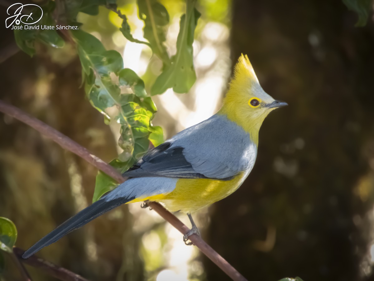 Long-tailed Silky-flycatcher - Jose Ulate