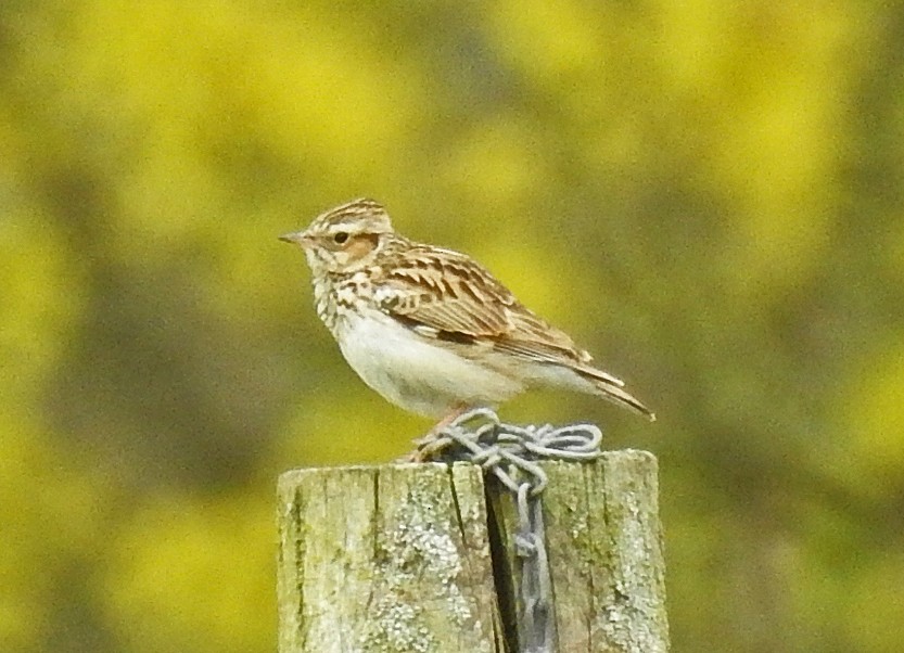 Wood Lark - ML439389931