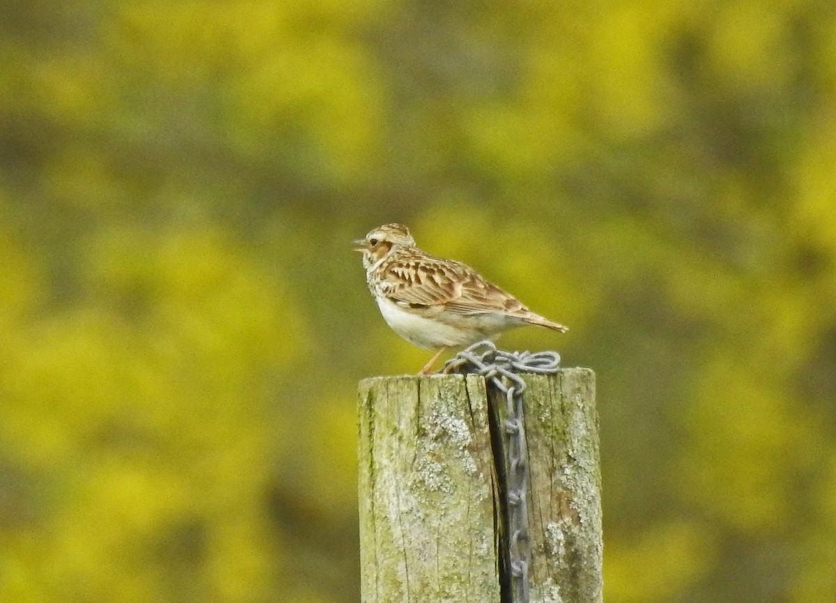 Wood Lark - ML439389971