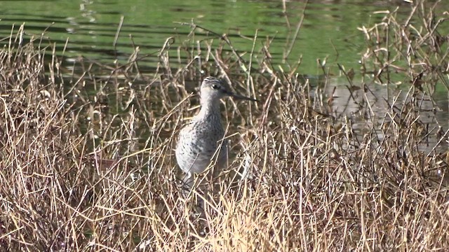 Greater Yellowlegs - ML439389981