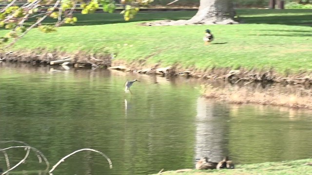 Greater Yellowlegs - ML439390431