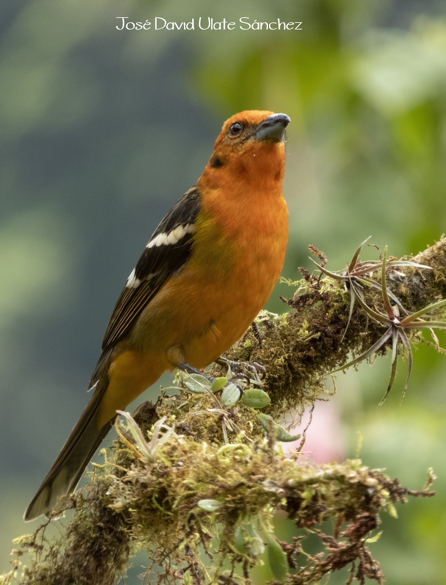 Flame-colored Tanager - Jose Ulate