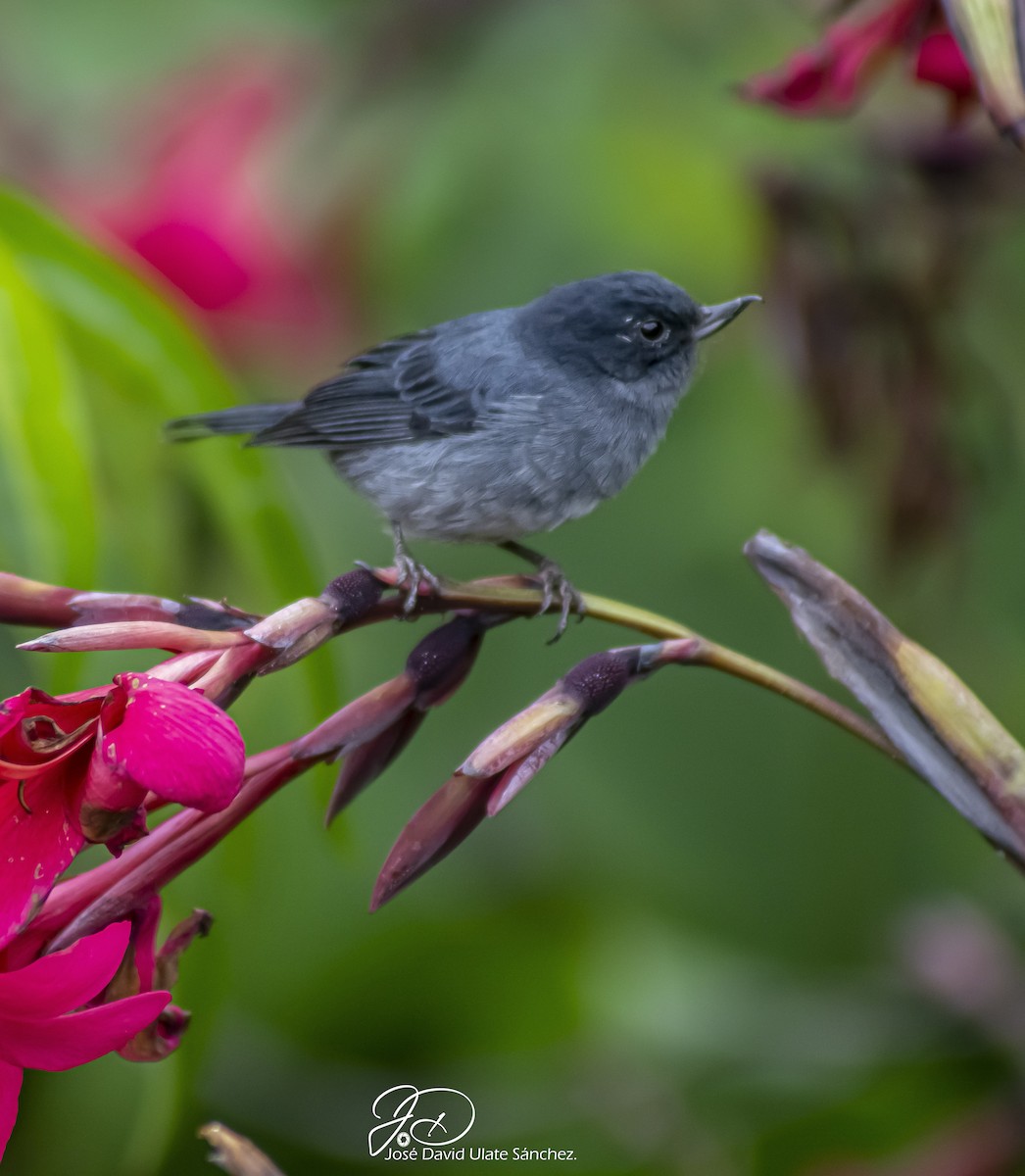 Slaty Flowerpiercer - Jose Ulate