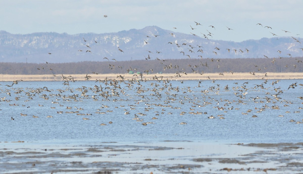 stjertand - ML439393521