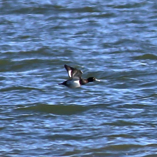 Lesser Scaup - William Keim