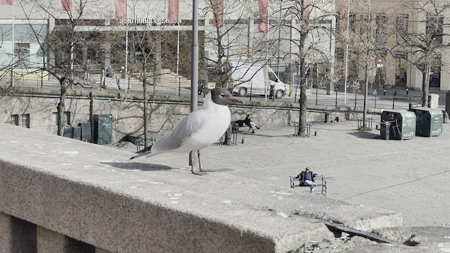 Black-headed Gull - ML439396121