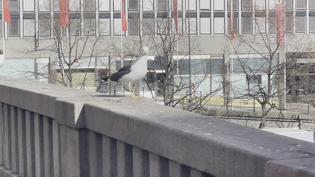 Lesser Black-backed Gull (intermedius) - ML439396791