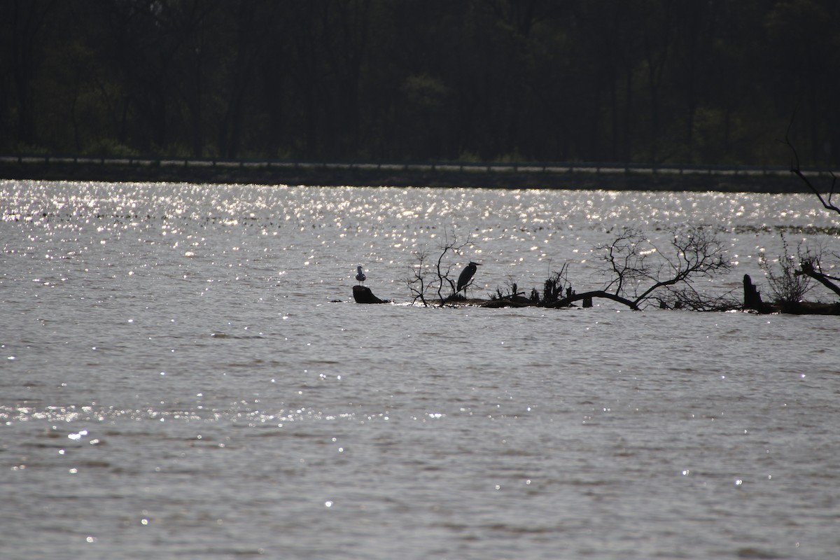 Gaviota Argéntea - ML439397481