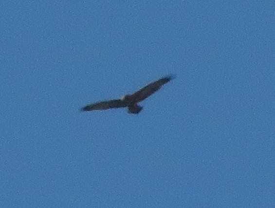 Black-chested Buzzard-Eagle - ML439398411