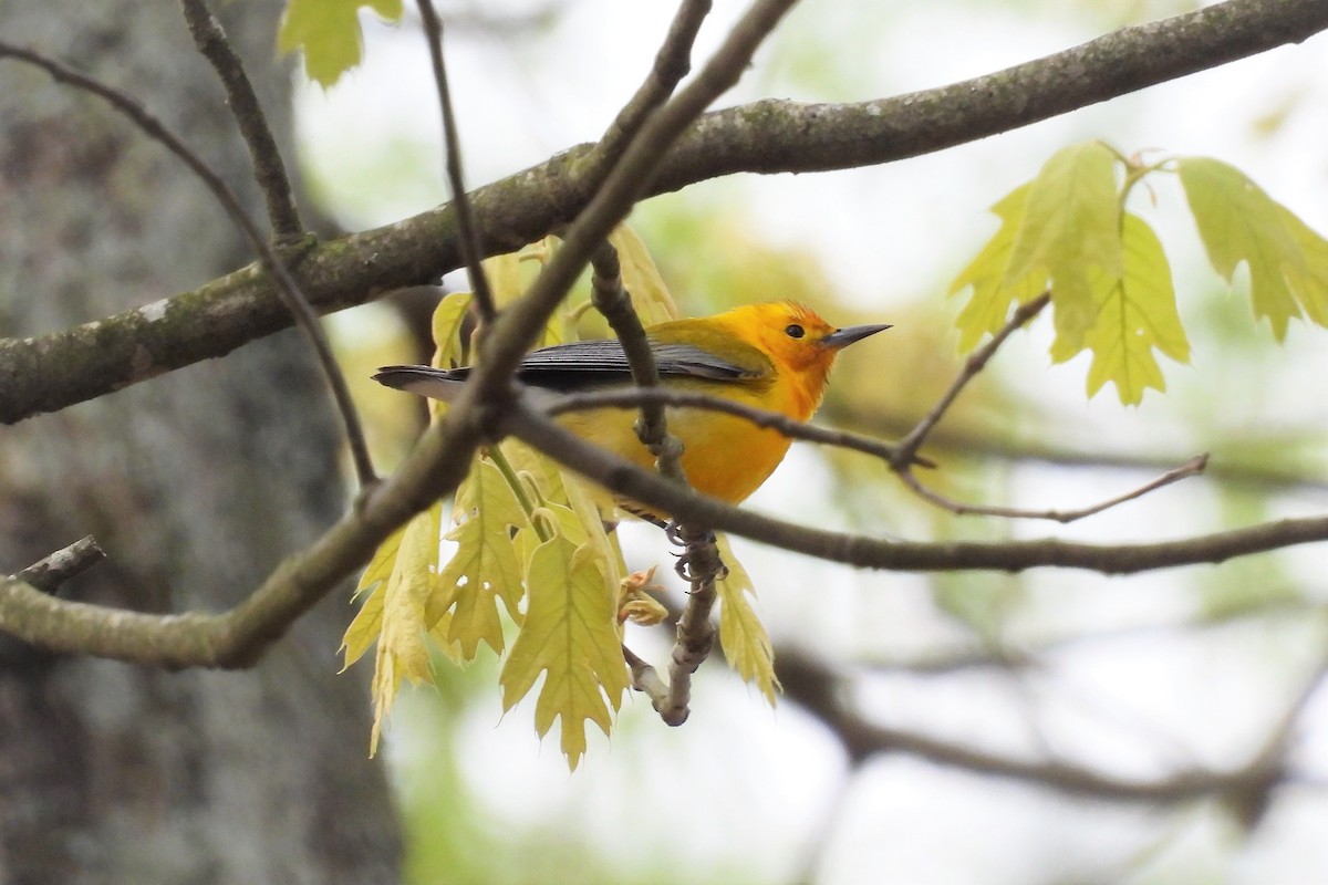 Prothonotary Warbler - S. K.  Jones