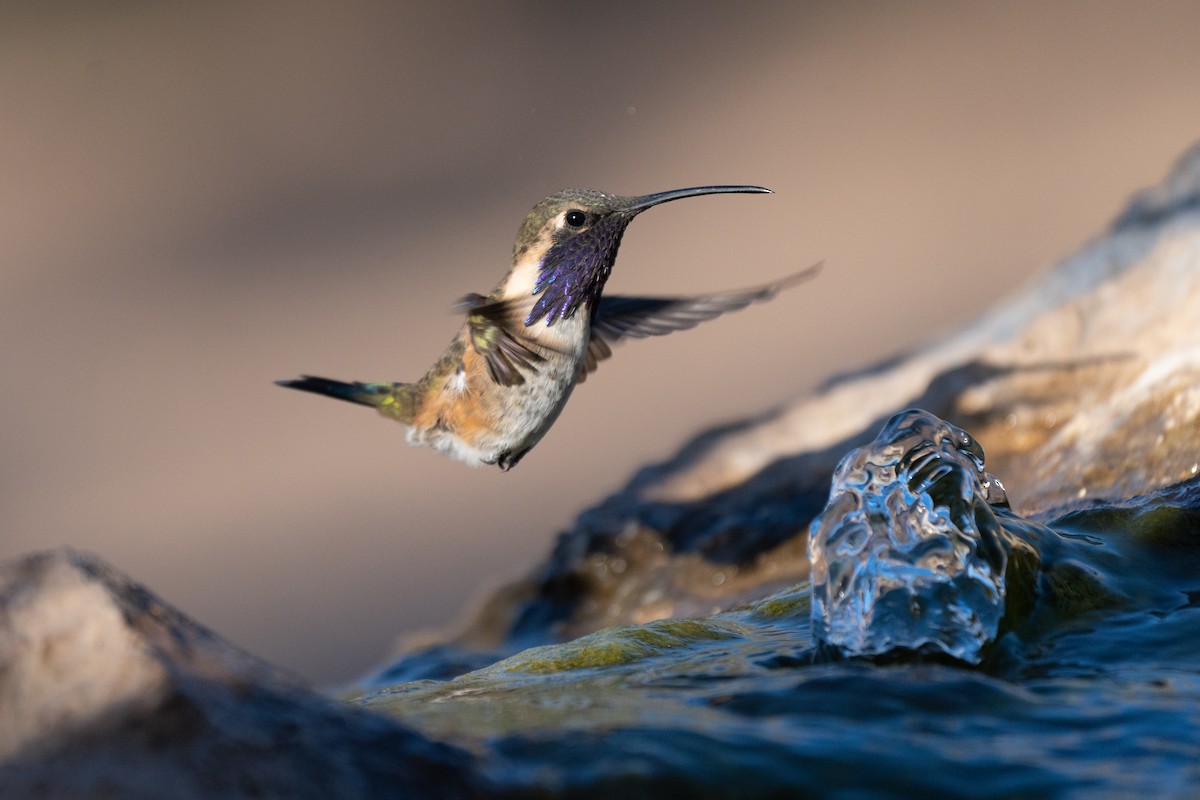 Lucifer Hummingbird - ML439399711