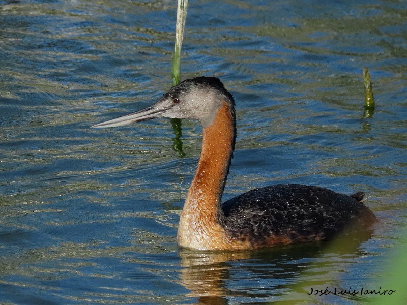 Great Grebe - ML439399841