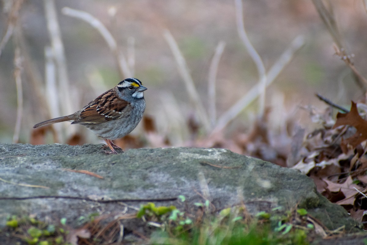 White-throated Sparrow - ML439399931