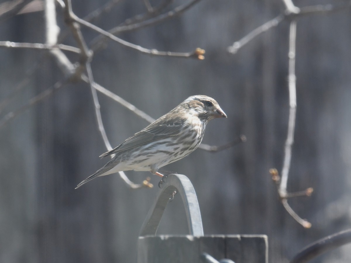 Purple Finch - ML439400051