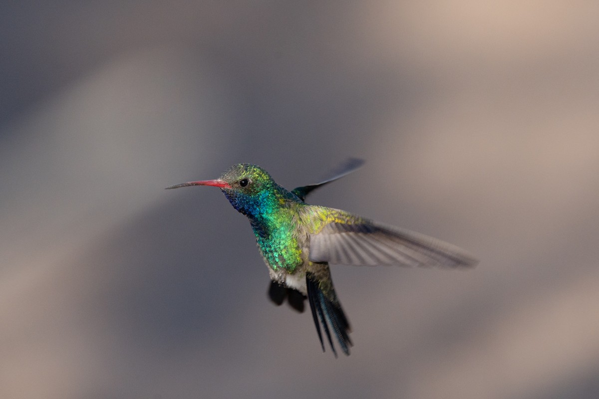 Broad-billed Hummingbird - Mark Syvertson