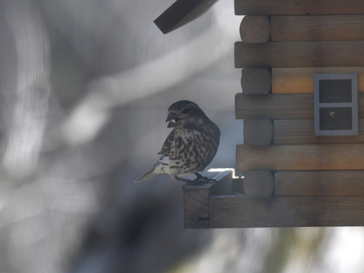 Purple Finch - Austin Rice