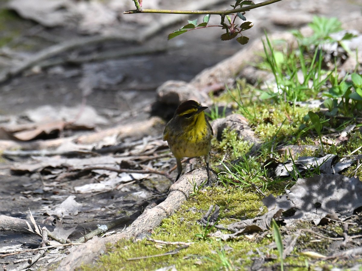 Palm Warbler - ML439400131