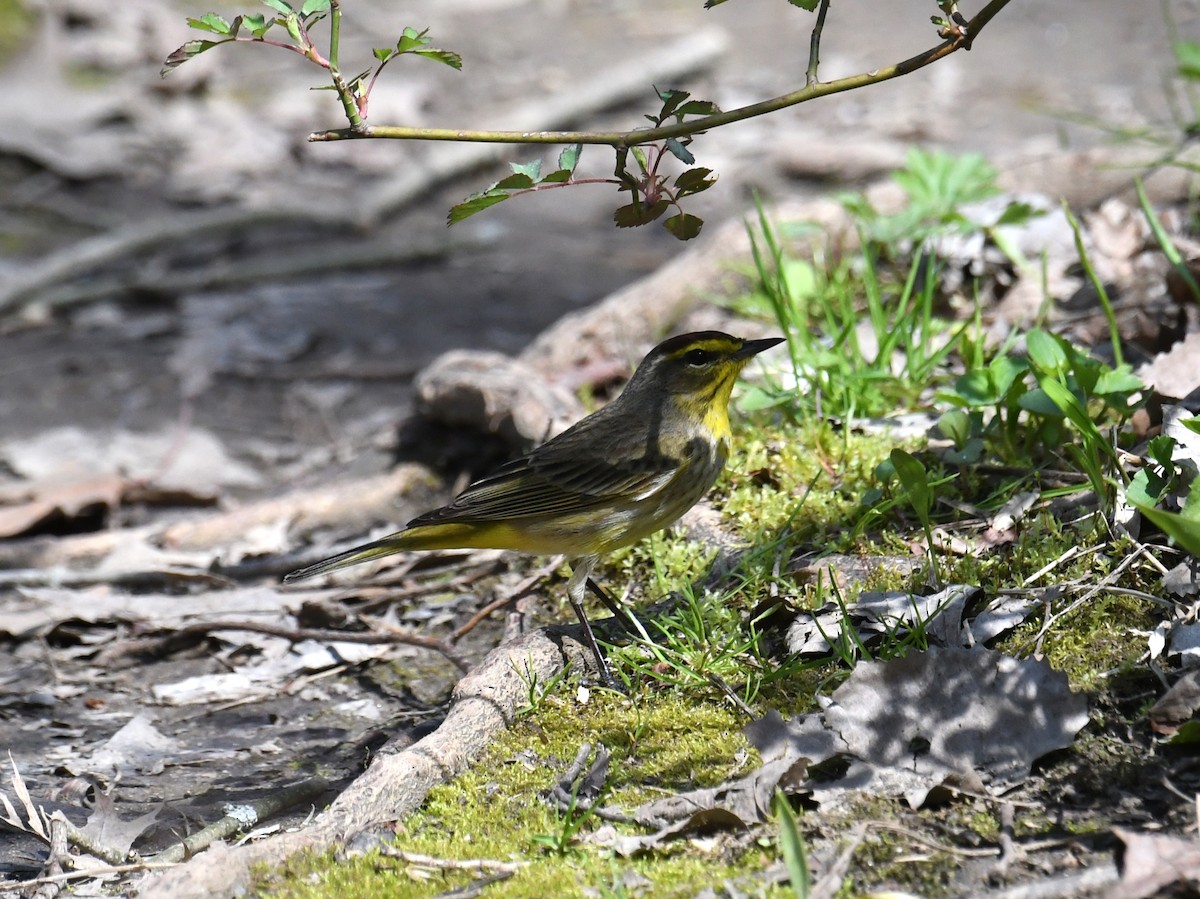 Palm Warbler - ML439400141