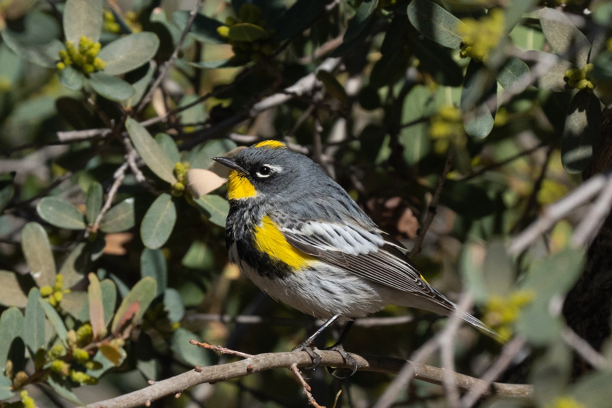 myrteparula (auduboni) (sitronstrupeparula) - ML439400581