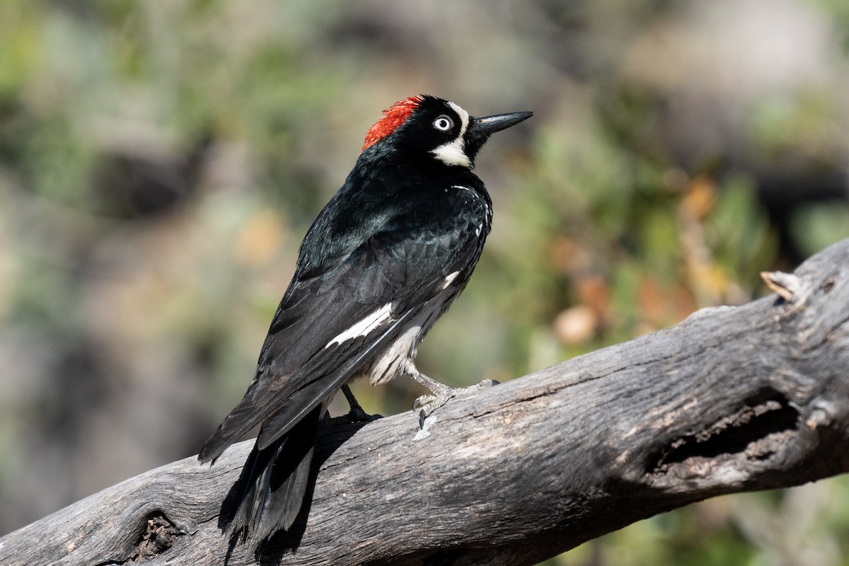 Acorn Woodpecker - ML439400711