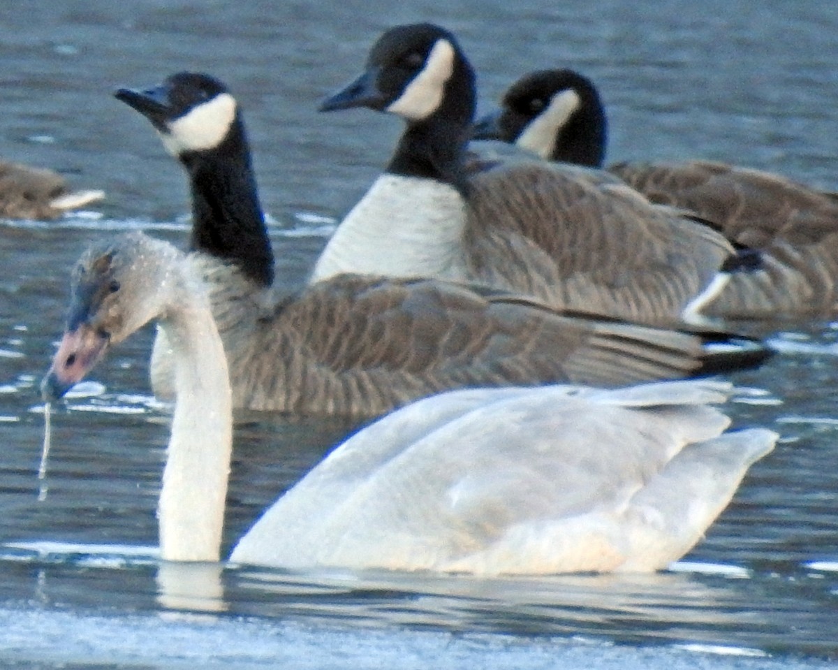 Cygne siffleur - ML43940511