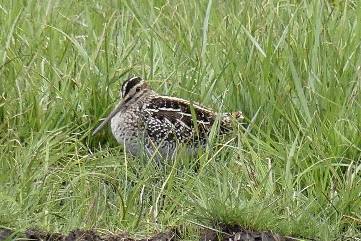 bekasina severoamerická - ML439405591