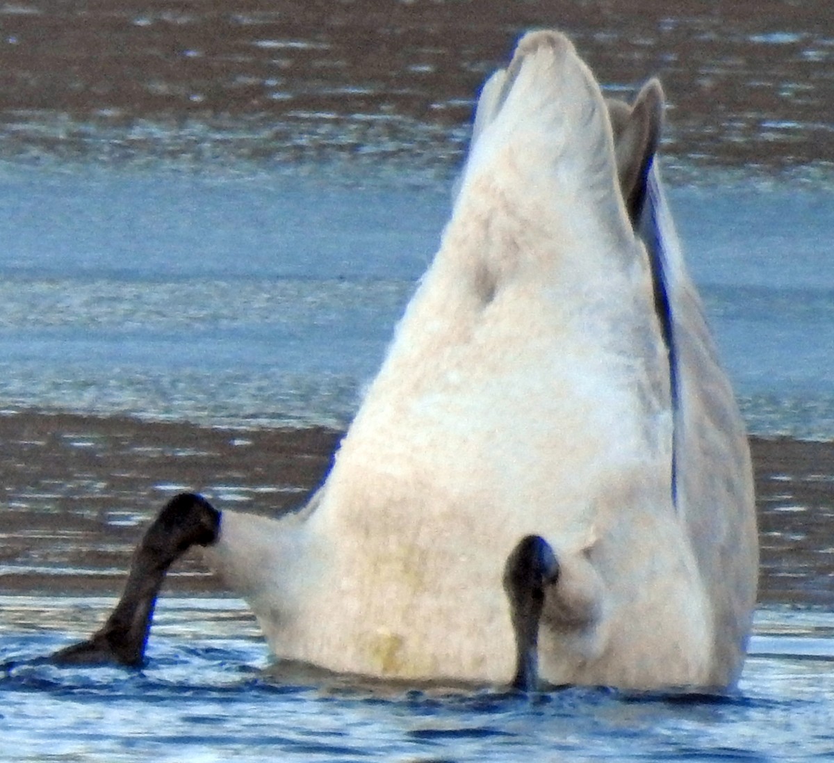 Cygne siffleur - ML43940571