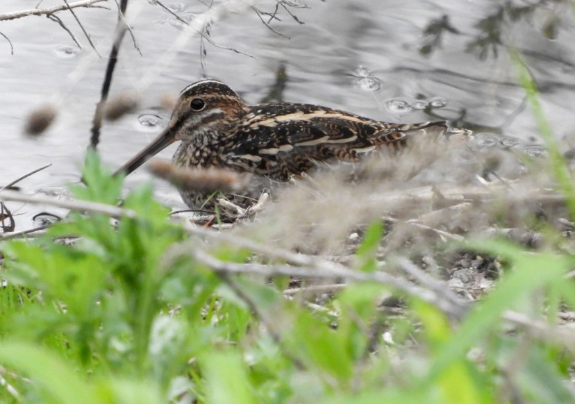 Wilson's Snipe - ML439406631