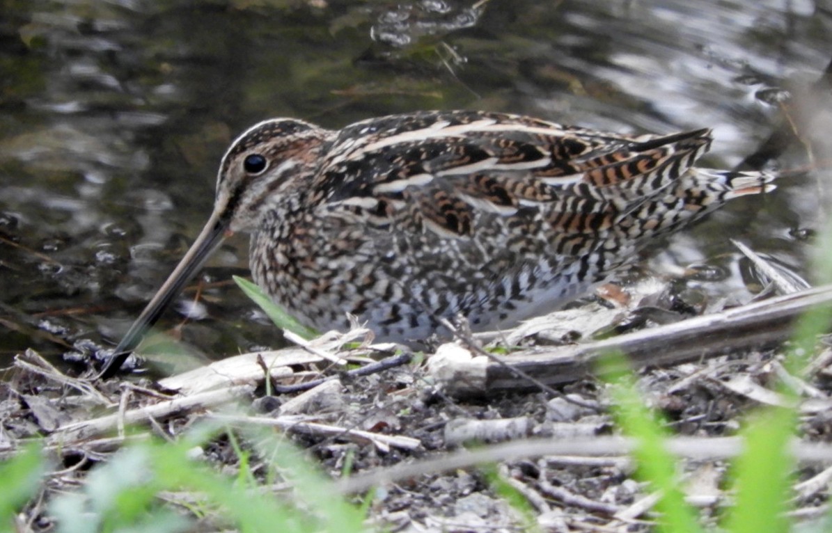 Wilson's Snipe - ML439406641