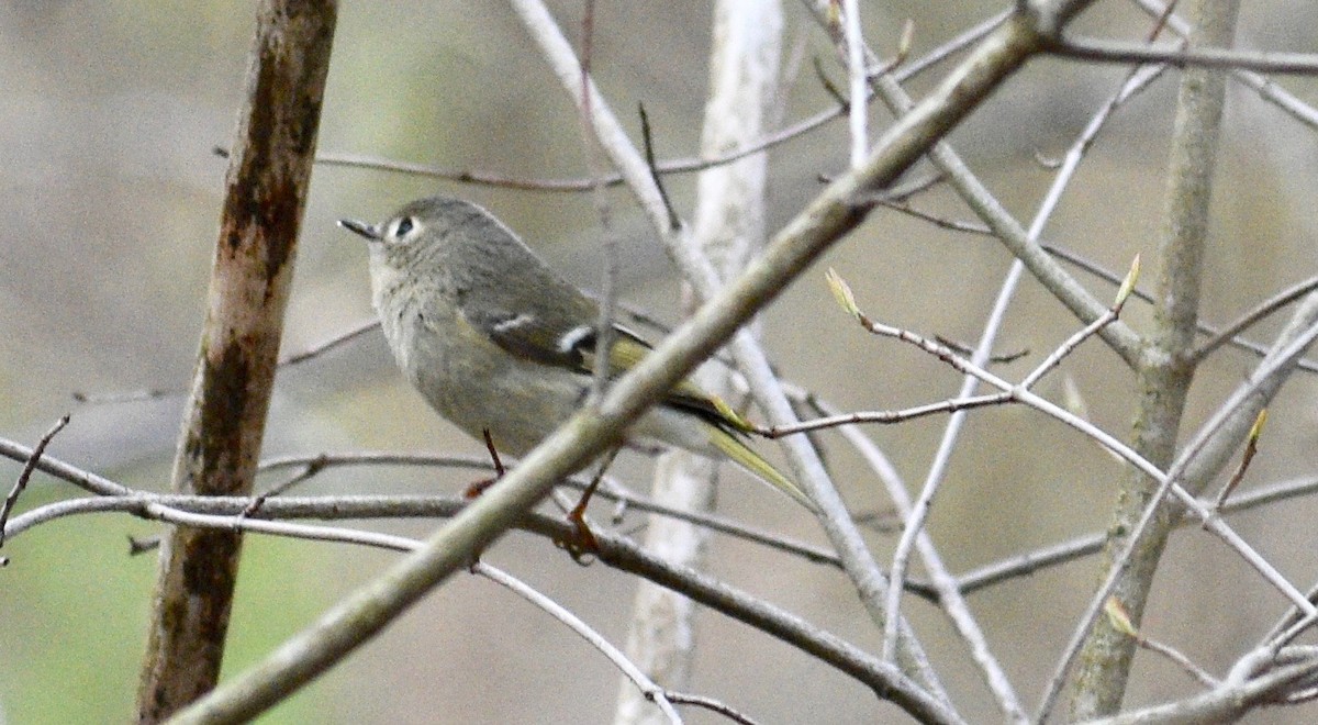 Roitelet à couronne rubis - ML439407651