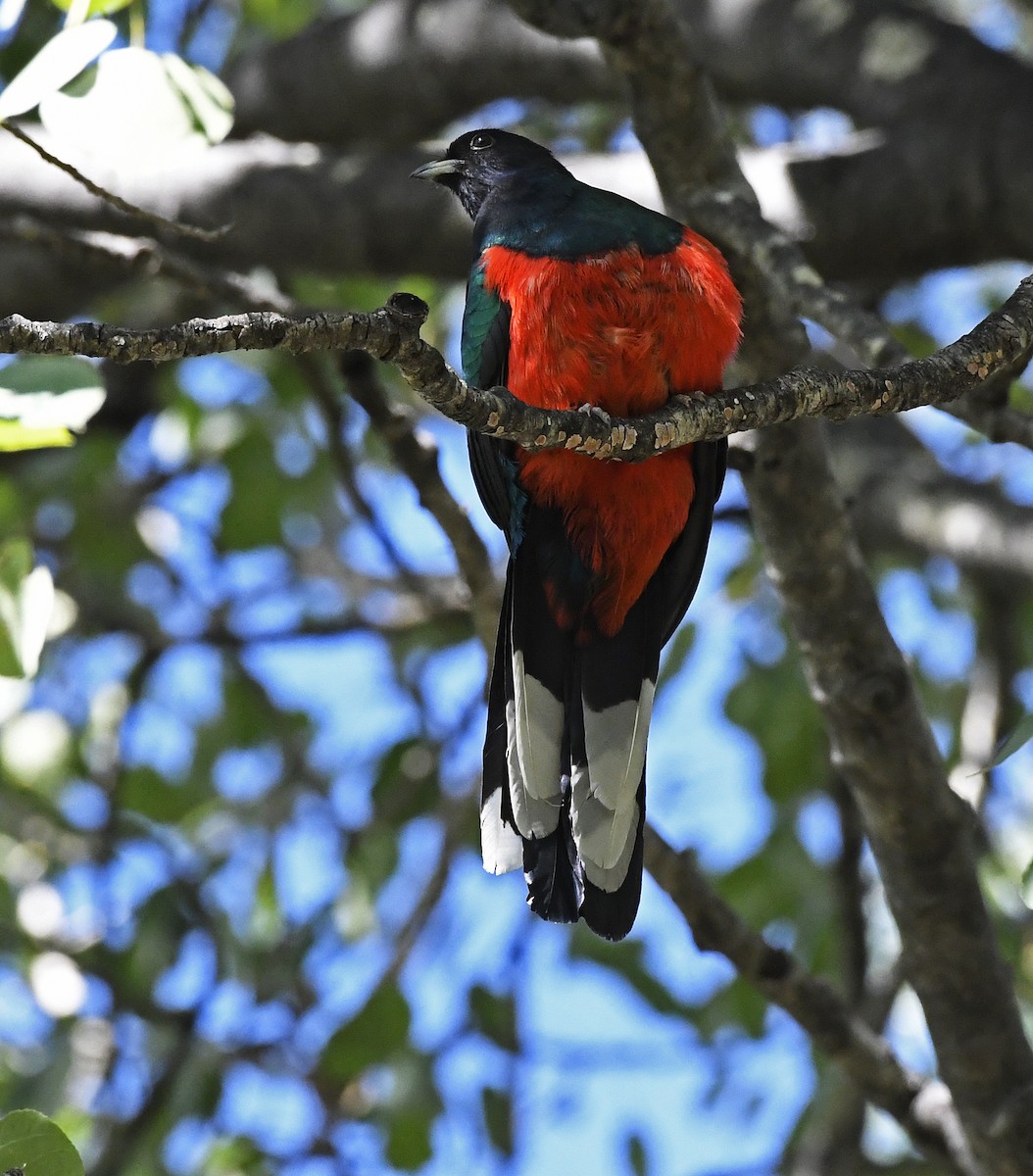 Eared Quetzal - ML43940771