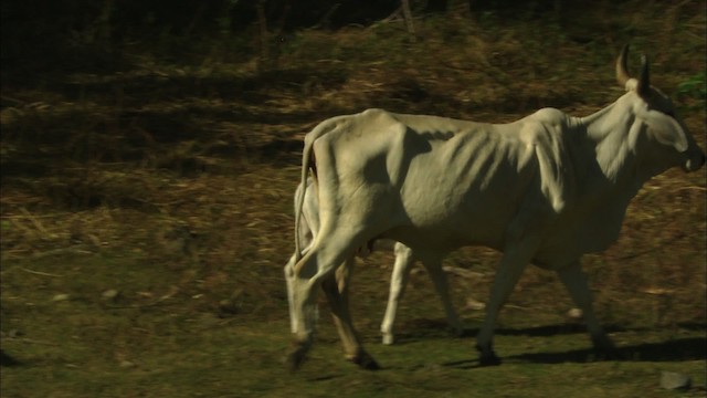 Cattle (Domestic type) - ML439408