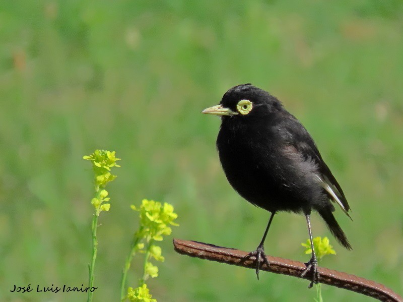 Spectacled Tyrant - ML439410281