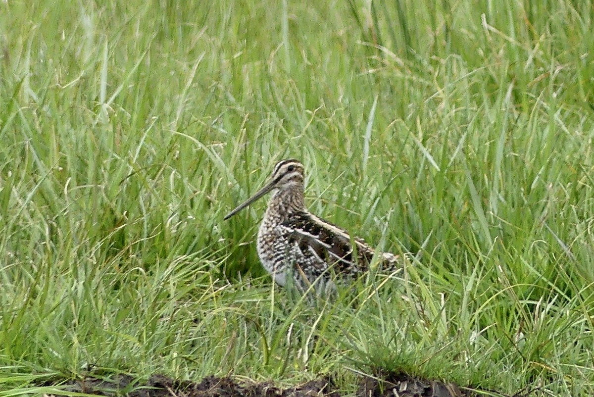 Wilson's Snipe - Jessica Bishop